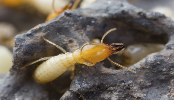 SureSafe Pest Management - Walkervale, QLD. Sunshine Coast's Commercial Pest Control Specialists Safeguard Business Property Owners From A Variety Of Pest Threats