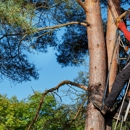 Long Tree & Landscape Service, Inc. - Tree Service