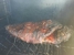 Callis BBQ and Catering - Caterers Menus