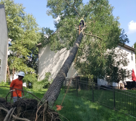 Ohio Valley Tree Experts LLC - Dayton, OH