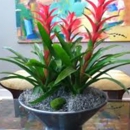 Plant Design Inc - Plants-Interior Design & Maintenance