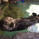 Seattle Aquarium - Public Aquariums