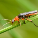 Roach-X Pest Control - Pest Control Equipment & Supplies