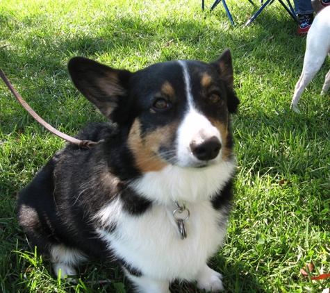 American Canine Institute - Fremont, CA