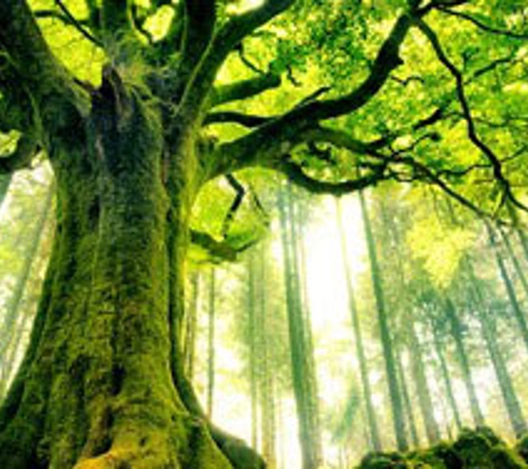 Tree Safe Solutions - Keilor East, VIC