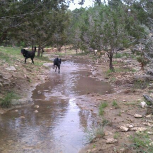 A to Z Dog Ranch - Spicewood, TX