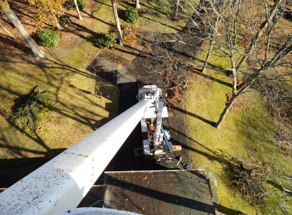 Scott's Tree Service - Maple Grove, MN