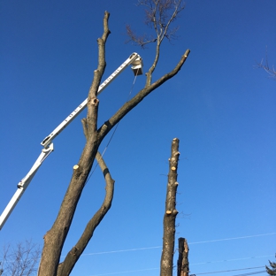 Four Brothers Tree - Bensalem, PA