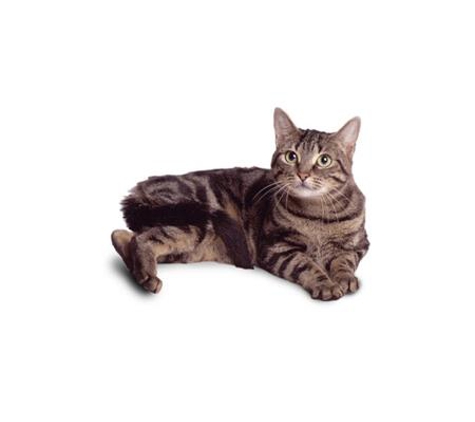 Tugun Veterinary Surgery - Tugun, QLD