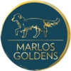 Marlos Golden Retrievers gallery