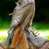 Tony's Wildlife Control gallery