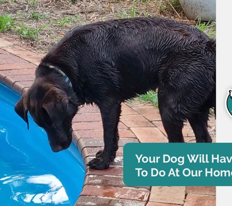 A Pet's Life - Toolijooa, NSW. Your Dog Will Have Lots To Do At Our Home