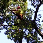 J Bonin Tree Services