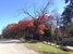 Living Tree Services - Tree Service