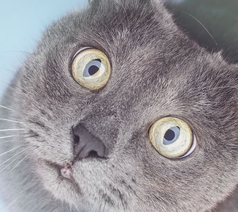 Reynella Veterinary Clinic - Morphett Vale, SA