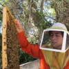 Hakuna Matata Bee Removal gallery