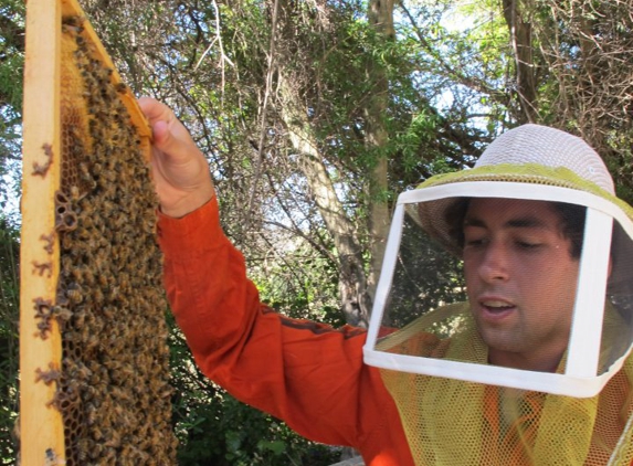 Hakuna Matata Bee Removal - San Luis Obispo, CA