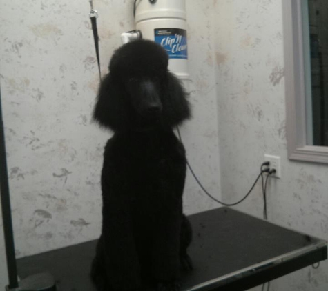 Golden Paws Grooming - Lees Summit, MO