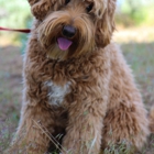 Daisy Hill Labradoodles