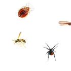 Central Valley Pest Services