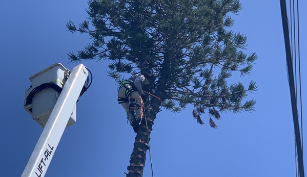 Go Green Affordable Tree Service - Hollywood, FL