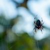 Moe Pest Control Services gallery