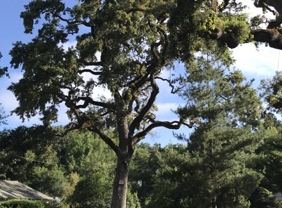 Redwood Coast Tree Care - Napa, CA. Thank you Todd:
Redwood Coast Tree Care