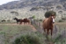 Mundrabilla Station and Mundrabilla Livestock Transit Yards