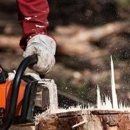 Carlos Tree Service Inc - Stump Removal & Grinding