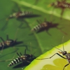 Expel Exterminating Experts gallery