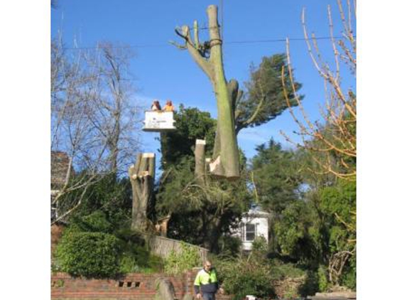 Simpson Trees & Stumps - Alfredton, VIC