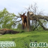 Tree Service Kingsport gallery