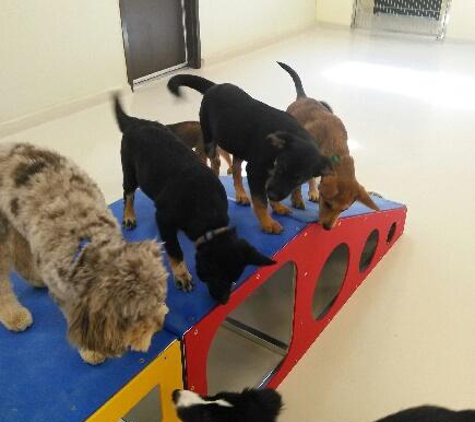 TailWaggers Doggy Daycare - Cincinnati, OH