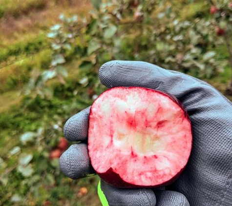 Ten Eyck Orchard - Brodhead, WI