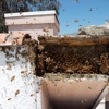 Hive Pro Bee Removal Inc. gallery