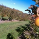 Lynd Fruit Farm