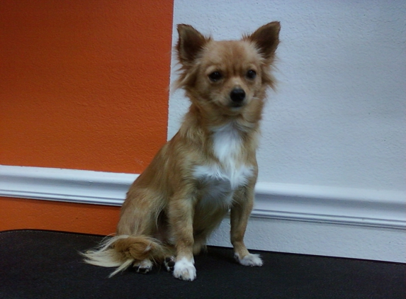 Bubbles Pet Grooming, Inc - Hialeah, FL