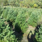 Haring Tree Farm