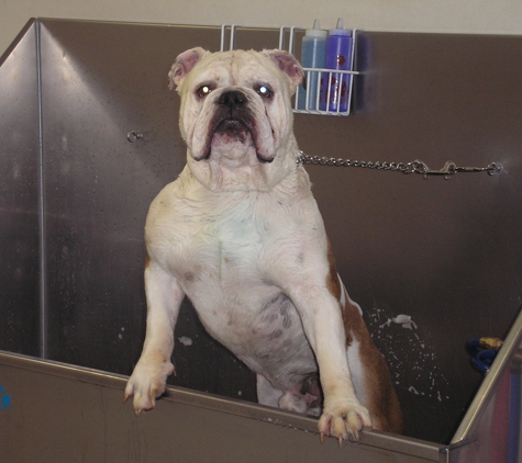 Staunton Dog Wash & Grooming - Staunton, VA