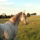 Painted Ridge Farms - Horse Training