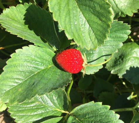 Biringer Farm - Arlington, WA