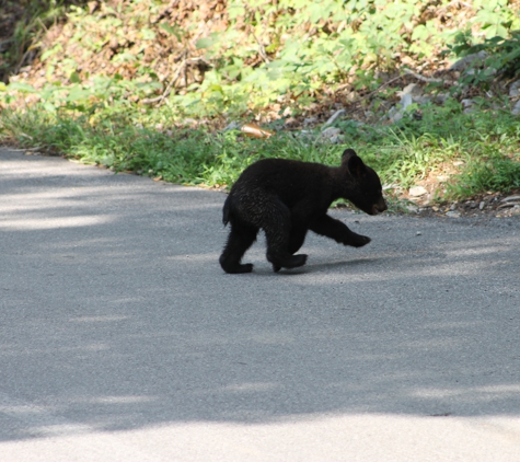 American Patriot Getaways - Pigeon Forge, TN. A little friend passing by