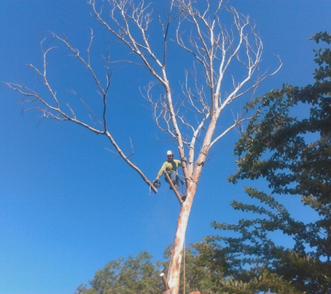 Green Leaf Tree Services - Hudson Oaks, TX