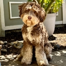 Loving Labradoodles - Pet Breeders