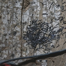 Absolute Pest Solutions - Pest Control Equipment & Supplies