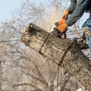 Inexpensive Tree Service - Tree Service