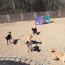 NEW ENGLAND DOG TRAINING - Dog Training