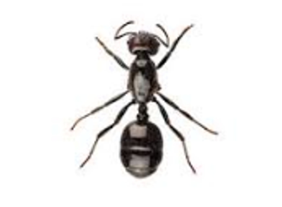 BP Homecare Pest Control - North Perth, WA. Black Ants