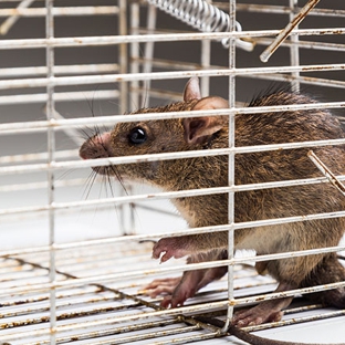 Ridley's Pest Control - Echuca, VIC