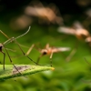 Don't Bug Me Pest Control gallery